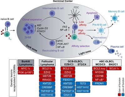 Frontiers Mouse Models of Germinal Center Derived B Cell Lymphomas